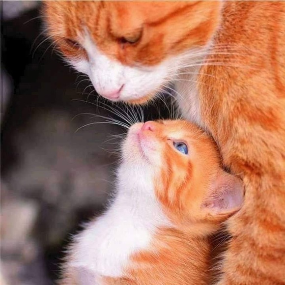 Meet your Posher, Damaris - Picture 7 of 7